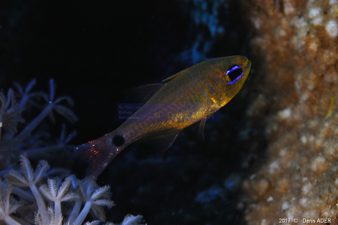 Archamia fucata Apogon a lignes orange-Safaga Gamul kebir-11m-20171120-Denis-ADER-DSC_3039_tn.jpg